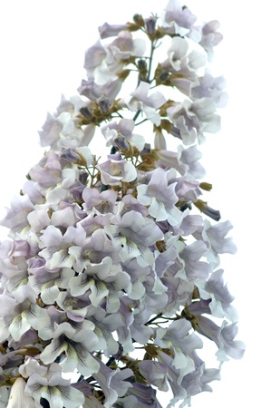 flowers of Royal Paulownia Tree  Paulownia Tomentosa , growing in Queensland, Australiaの写真素材