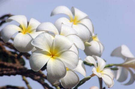 giant frangipani flowers against blue sky, South Indiaの写真素材
