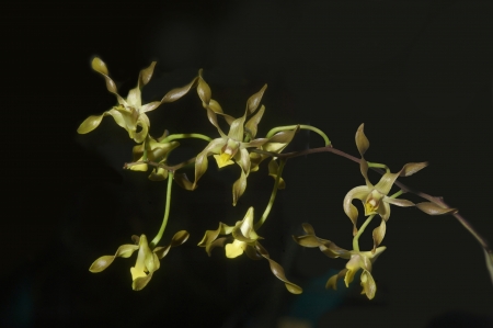 Australian native orchid - Dendrobium trimelalatumの写真素材