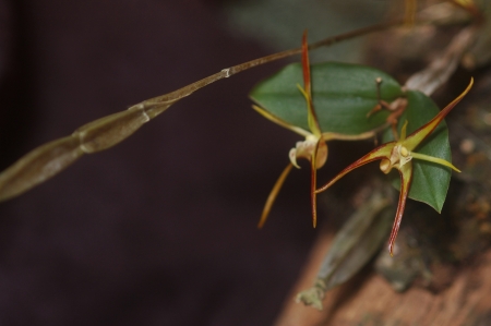 Australian native orchid - Dendrobium tetragonumの写真素材