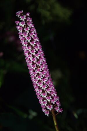 Arpophyllum orchidsの写真素材