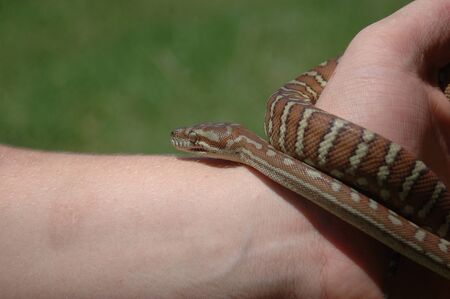 Australian Central Carpet Python, Morelia bredli, on person