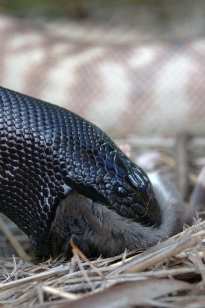 Australian black headed python, Aspidites melanocephalus, swallowing a black rat, Rattus rattus
