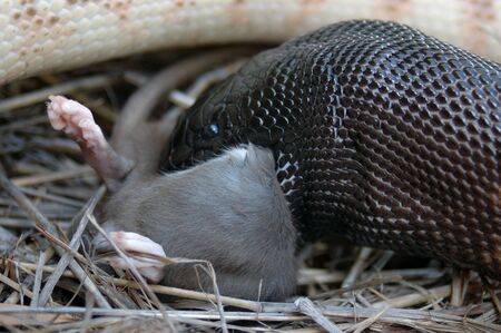 Australian black headed python, Aspidites melanocephalus, swallowing a black rat, Rattus rattus