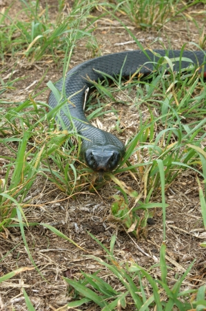 Australian red bellied black snake, Pseudichis porphyriacus, in sparse grass cover on groundの写真素材
