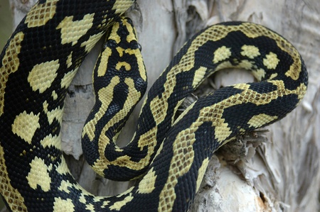 Brightly coloured Jungle Python, Morelia spilota cheynei 