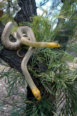 Pair of South Australian woma pythons, Aspidites ramsayi, on a tree