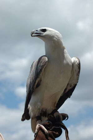 Australian White-breasted sea eagle, Haliaetus leucogaster