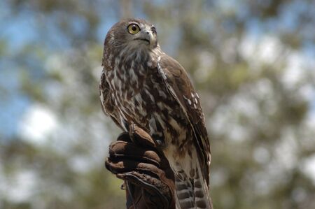 Australian barking owl, Ninox connivens, on handlerの写真素材