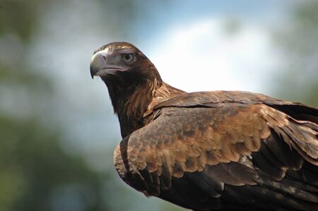 Immature Australian wedge-tailed eagle, Aquila audax