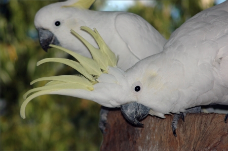 Australian sulphur-crested cockatoos, Cacatua galerita, at nestの写真素材