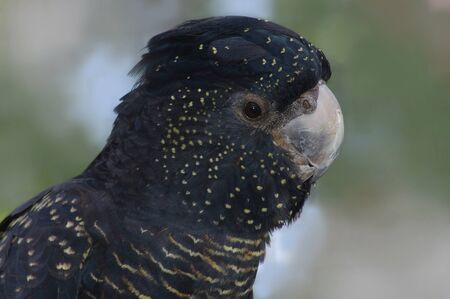 Portrait of Australian female red-tailed cockatoo, Calyptorynchus magnificusの写真素材