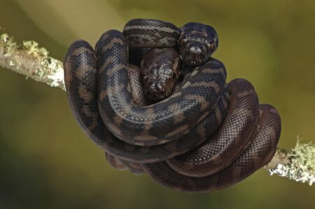 Two baby Australian Coastal Carpet snakes, Morelia spilota mcdowelli
