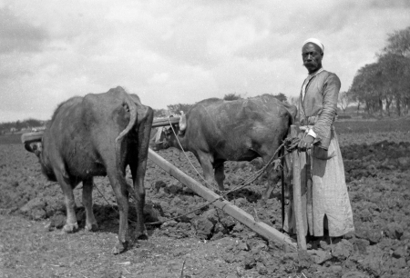 Circa 1910  Chinese farmer with cattle ploughing field, New Zealand, probably early 1900sのeditorial素材