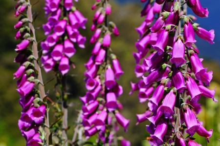 Purple foxgloves, digitalis purpurea, growing in the wild, Westland, New Zealandの写真素材