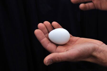 Egg of Little Blue Penguin, Eudyptula minor, South Island, New Zealandの写真素材