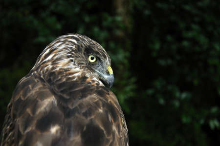 Portrait of Australasian Harrier Hawk, Circus approximans, New Zealandの写真素材