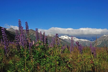 Colourful lupins brighten the Waimakiri Valley in Summer, South Island, New Zealand.