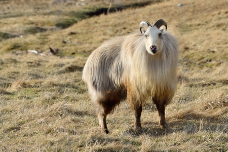 rare white Himalayan tahr bull, Hemitragus jemlahicus, in the Southern Alps of New Zealandの写真素材