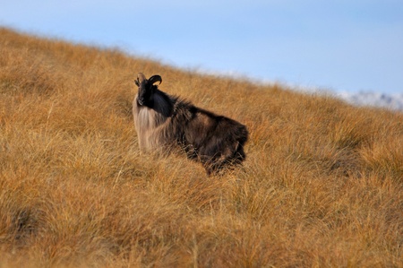 Bull Himalayan tahr, Hemitragus jemlahicus, in the high countryの写真素材