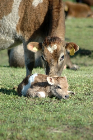 Jersey cow licking newborn calf on a West Coast farm, New Zealandの写真素材