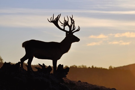 red deer hinds, Cervus elephus, in silhouette, Westland, New Zealandの写真素材