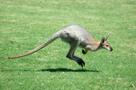 Red-necked wallaby, Macropus rufogriseus, also known as the Brush wallaby, Brush kangaroo, Brusher,...