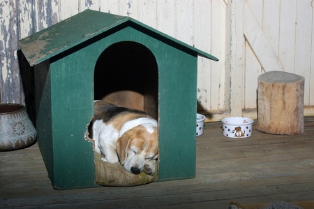 farm dog taking his rest on the verandah after a hard day, Darling Downs, Queensland, Australiaの写真素材