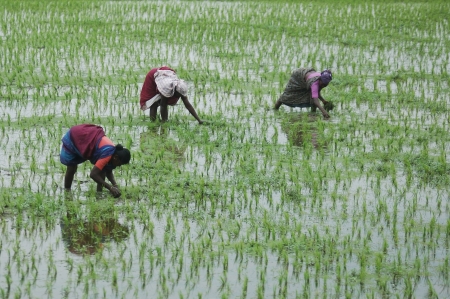 TAMIL NADU, INDIA, circa 2009: Unidentified women planting out rice paddies circa 2009 in Tamil Nadu, Indiaのeditorial素材