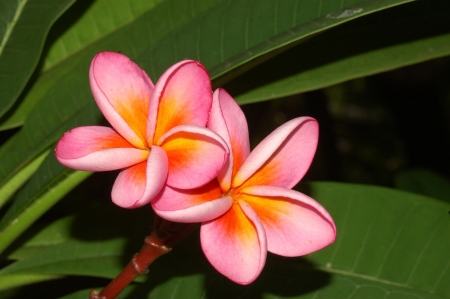 pink frangipani flowers, South Indiaの写真素材