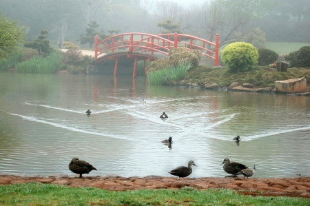 Nikki bridges in Japanese Garden, Toowoomba, Queensland, Australiaの写真素材