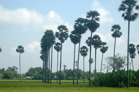 Palmyra trees, Tamil Nadu, South India の写真素材