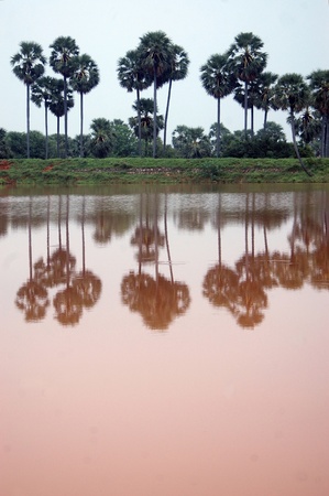 Palms reflected in a lake, Tamil Nadu, South India の写真素材