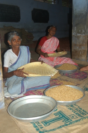 TAMIL NADU, INDIA, circa 2009: Unidentified women cleaning rice for sale, circa 2009 in Tamil Nadu, India. Much of India's economy still relies on hand tools and skilled tradesmen.のeditorial素材