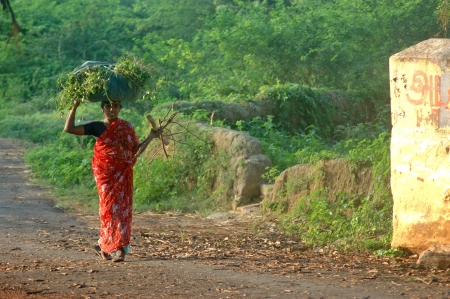 TAMIL NADU, INDIA, circa 2009: Unidentified woman carrying load of grass and firewood circa 2009 in Tamil Nadu, India. Much of India's economy still relies on traditional tools and manual labour.のeditorial素材