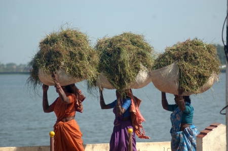 TAMIL NADU, INDIA, circa 2009: Unidentified Woman carrying loads of grass circa 2009 in Tamil Nadu, India. Much of India's economy still relies on traditional tools and manual labour.のeditorial素材