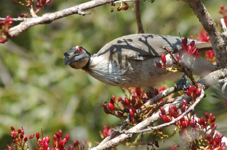 Australian Noisy Friar-bird, Philemon corniculatus, feeding in Parrot tree, Schotia brachypetela,...