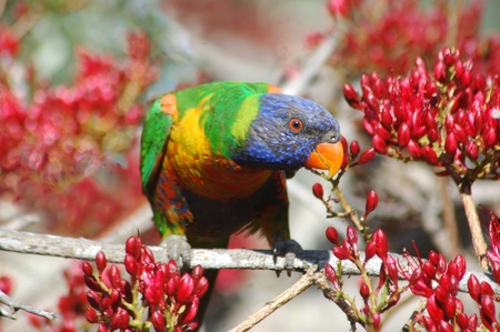 Australian Rainbow Lorikeet, Trichoglossus moluccanus, in Parrot tree, Schotia brachypetelaの写真素材