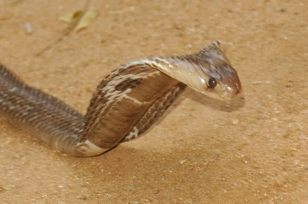 Indian Cobra, Naja naja, attacking in Tamil Nadu state, South India