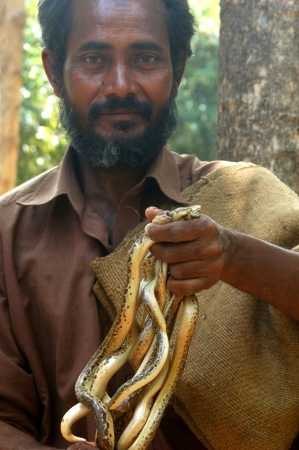 TIRUNELVELI, TAMIL NADU, INDIA,  FEBRUARY 28, 2009: Snake catcher with a handful of young vipers on February 28, 2009 in Tamil Nadu, South India. Snakes are released in a protected area.のeditorial素材