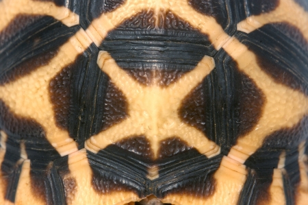 shell of Indian Starred Tortoise, Geochelone elegans, Tamil Nadu, South Indiaの写真素材