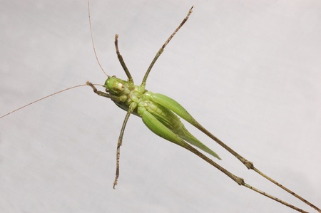 Long legs on green grasshopper from Tamil Nadu, South India.