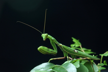 Spotted praying mantis, on leaves in Tamil Nadu, South Indiaの写真素材