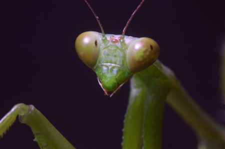 Portrait of Giant Indian Praying mantis, probably Hierodula membranacea or Hierodula grandis, on...