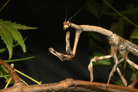 Brown stick insect from Tamil Nadu, South Indiaの写真素材