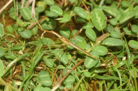 Small stick insect found in stream in Tamil Nadu, South India.