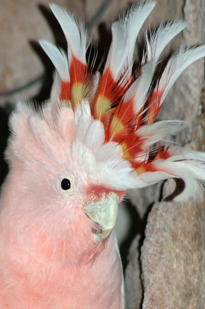 Portrait of Major Mitchell's Cockatoo, Cacatua leadbeateri, Australiaの写真素材