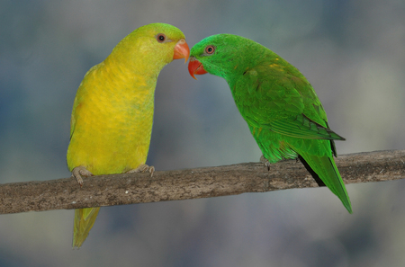 green and yellow lorikeetsの写真素材