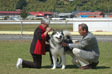 GREYMOUTH, NEW ZEALAND, OCTOBER 17, 2007, Unidentified andler parades her mamaluke dog before the judge at a dog show on October 17, 2007 in Greymouth, New Zealandのeditorial素材