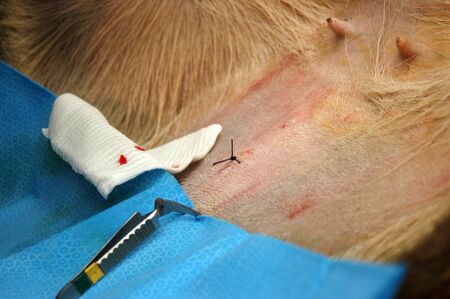 Final stitch on abdomen of hind after embryo transfer programme on red deer hinds in New Zealand    ...